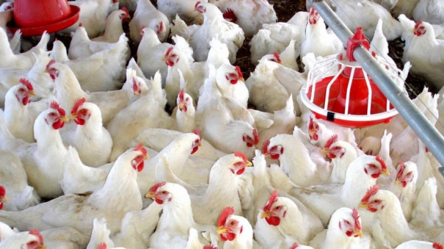 México: La producción de carne de ave creció 4,0% en acumulado 2020 – Unión  Nacional de Avicultores